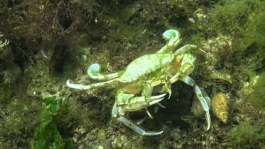Büyük bir yengeç başka bir yengeç yer. Uçan yengeç (Liocarcinus holsatus), Karadeniz