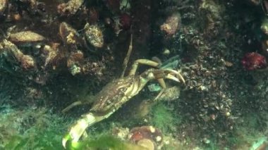 Büyük yeşil yengeç (Carcinus maenas). İstilacı türler, Karadeniz