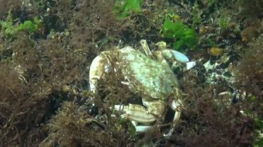 Yengeç yiyor, Yüzme yenmesi yengeç (Macropipus holsatus) veya Uçan yengeç (Liocarcinus). Karadeniz, Odessa Körfezi