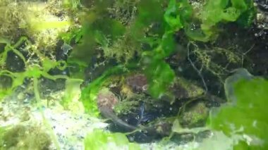 Jaguar yuvarlak yengeç (Xantho poressa). Karadeniz 'in Hayvanı