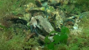 Jaguar yuvarlak yengeç (Xantho poressa). Karadeniz 'in Hayvanı