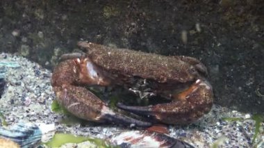 Jaguar yuvarlak yengeç (Xantho poressa). Karadeniz 'in Hayvanı
