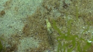 Deniz tabanındaki karidesler (Palaemon adspersus) yaygın olarak Baltık karidesi olarak bilinir, Karadeniz