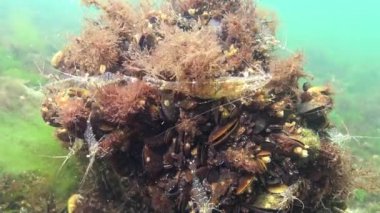 Deniz tabanındaki karidesler (Palaemon adspersus) yaygın olarak Baltık karidesi olarak bilinir, Karadeniz