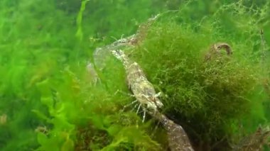 Deniz tabanındaki karidesler (Palaemon adspersus) yaygın olarak Baltık karidesi olarak bilinir, Karadeniz