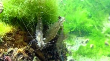 Deniz tabanındaki karidesler (Palaemon adspersus) yaygın olarak Baltık karidesi olarak bilinir, Karadeniz