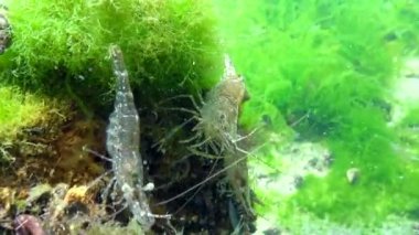 Deniz tabanındaki karidesler (Palaemon adspersus) yaygın olarak Baltık karidesi olarak bilinir, Karadeniz