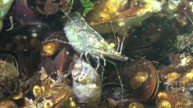 Midyelerin arasında saklanan karides. Karides Baltık karidesi (Palaemon adspersus). Karadeniz