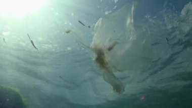 Denizde plastik torba, karides öldürüyor. Plastik çöp, kirlilik, Karadeniz