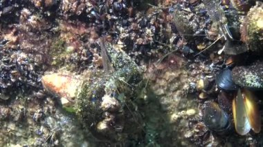 Yemek, karides (Palaemon elegans) orta atış. Karadeniz. Ukrayna.
