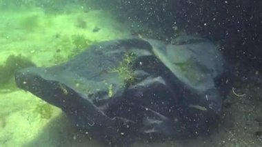 Denizde siyah plastik torba, deniz balıkları ve hayvanların katili. Plastik enkaz, çevre kirliliği, suda yaşayanların ölümü. Karadeniz, Ukrayna