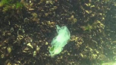 Suda çöp, Polietilen çanta deniz hayvanları öldürür, yengeç ölür. Doğanın ekolojisi, plastik. Karadeniz, Ukrayna