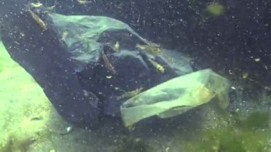 Denizde siyah plastik torba, deniz balıkları ve hayvanların katili. Plastik enkaz, çevre kirliliği, suda yaşayanların ölümü. Karadeniz, Ukrayna