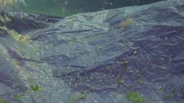 Denizde siyah plastik torba, deniz balıkları ve hayvanların katili. Plastik enkaz, çevre kirliliği, suda yaşayanların ölümü. Karadeniz, Ukrayna