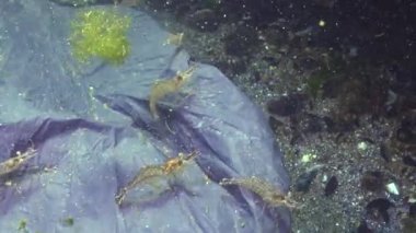 Denizde siyah plastik torba, deniz balıkları ve hayvanların katili. Plastik enkaz, çevre kirliliği, suda yaşayanların ölümü. Karadeniz, Ukrayna