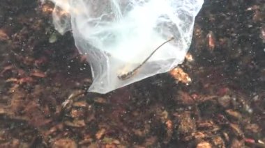 Geniş burunlu boru balığı (Syngnathus typhle). Sudaki çöp, polietilen torbası deniz hayvanlarını öldürüyor. Doğanın ekolojisi, plastik. Karadeniz, Ukrayna