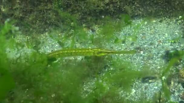 Brednosad Kantnål Syngnathus Typhle Fisk Jakter Snår Tång Svarta Havet — Stockvideo