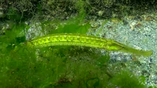 Широконосые Пипефилы Syngnathus Typhle Рыба Охотится Зарослях Морских Водорослей Черное — стоковое видео