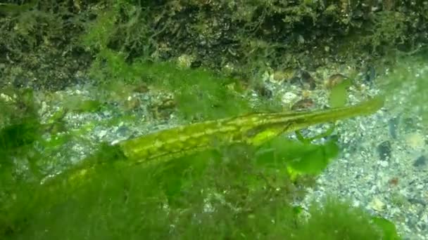 Pipa Nariz Ancha Syngnathus Typhle Caza Peces Los Matorrales Algas — Vídeo de stock
