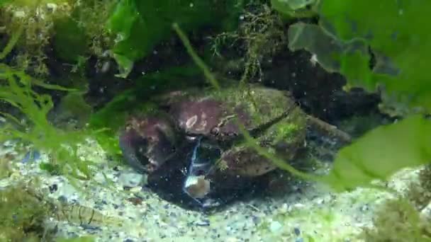 Jaguar Crab Xantho Poressa Fauna Black Sea — Stock Video
