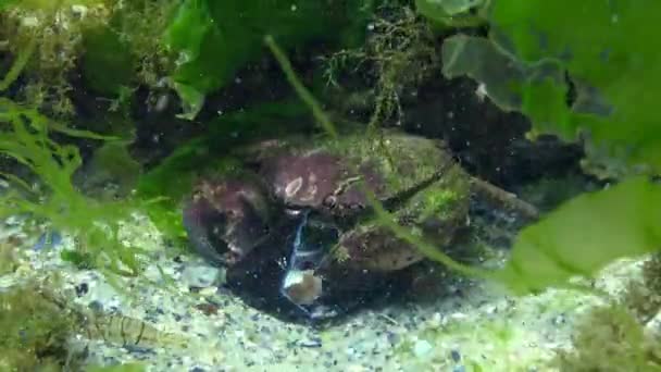 Granchio Giaguaro Xantho Poressa Fauna Del Mar Nero — Video Stock