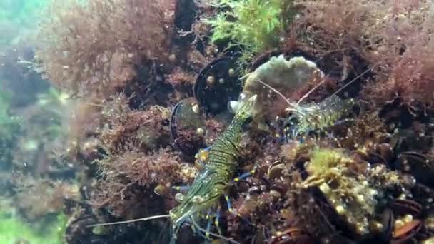 Shrimps Seabed Palaemon Elegans Black Sea — Stock Video