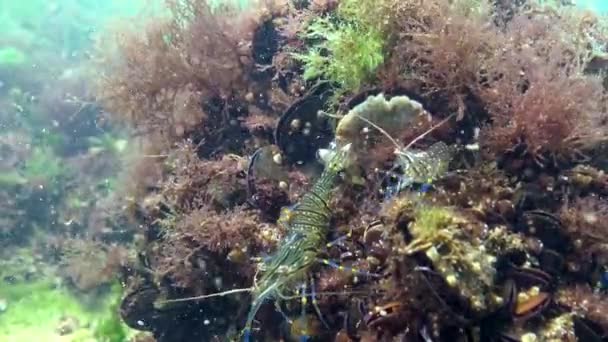Креветки Морському Дні Палемонські Елегантні Чорне Море — стокове відео