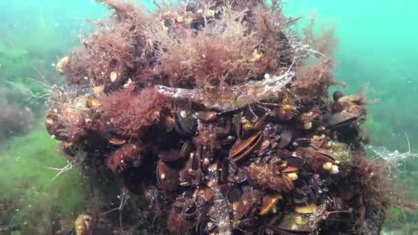 Garnalen Zeebodem Palaemon Adspersus Algemeen Bekend Als Oostzeegarnaal Zwarte Zee — Stockvideo