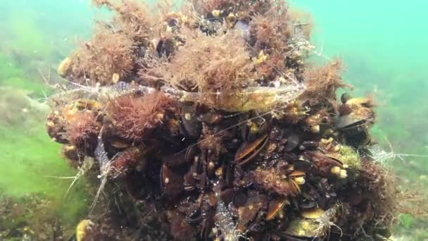 Camarões Fundo Mar Palaemon Adspersus Comumente Chamado Camarão Báltico Mar — Vídeo de Stock