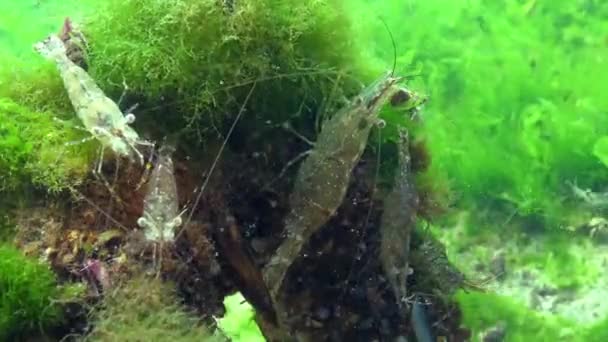 Camarões Fundo Mar Palaemon Adspersus Comumente Chamado Camarão Báltico Mar — Vídeo de Stock