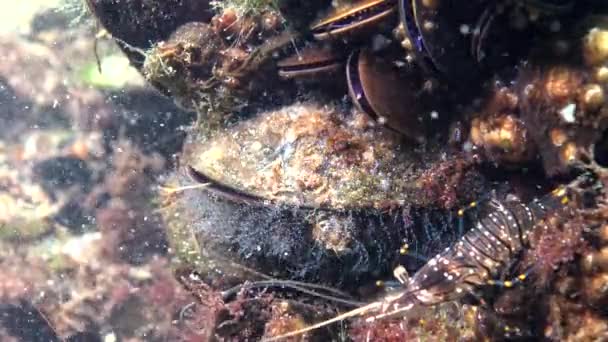 Polipi Idroidi Cozze Gamberetti Mangiano Nascondono Tra Molluschi Mar Nero — Video Stock