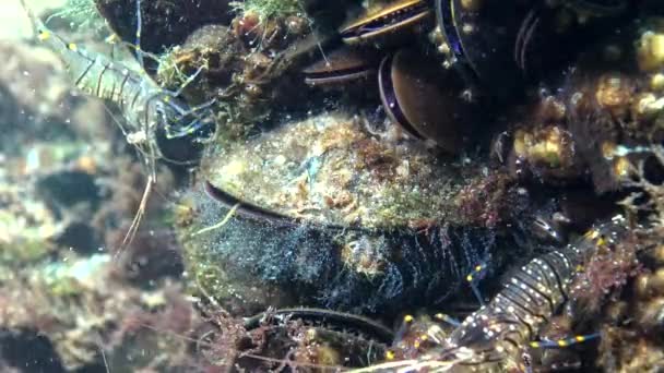 Pólipos Hidroides Mejillones Camarones Comen Esconden Entre Moluscos Mar Negro — Vídeo de stock