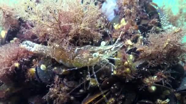 Shrimp Hiding Mussels Shrimp Baltic Prawn Palaemon Adspersus Black Sea — Stock Video