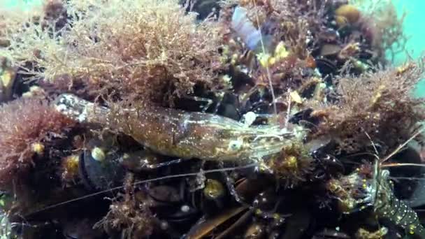 Garnalen Verstopt Tussen Mosselen Garnalen Baltische Garnaal Palaemon Adspersus Zwarte — Stockvideo