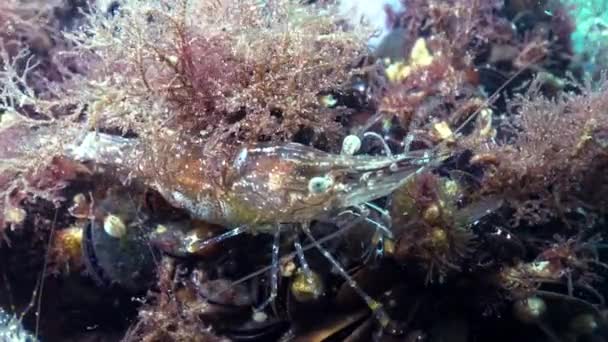 Креветки Ховаються Серед Мідій Shrimp Baltic Prawn Palaemon Adspersus Чорне — стокове відео