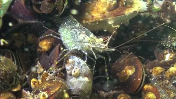 虾藏在贻贝中 虾类波罗的海对虾 Palaemon Adspersus 黑海地区 — 图库视频影像