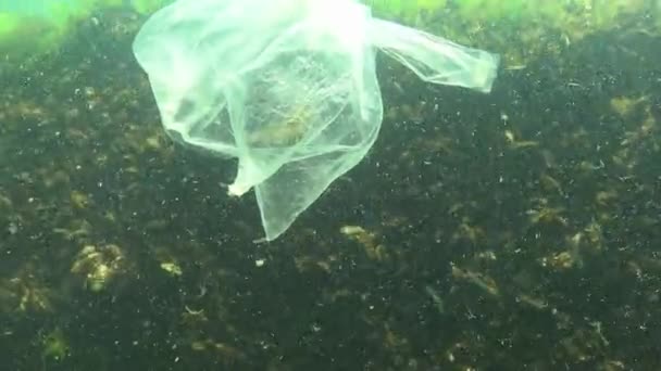 Пластиковый Пакет Море Убивающий Креветок Пластиковый Мусор Загрязнение Черное Море — стоковое видео
