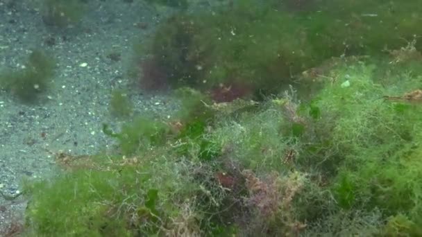 パラエモン アドパーサス 草エビが生き 藻類を食べる — ストック動画