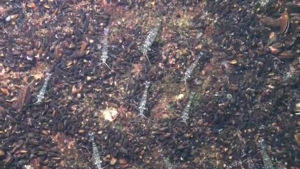 Crevette (Palaemon elegans) à la recherche de nourriture, tir moyen. Mer Noire. Ukraine .