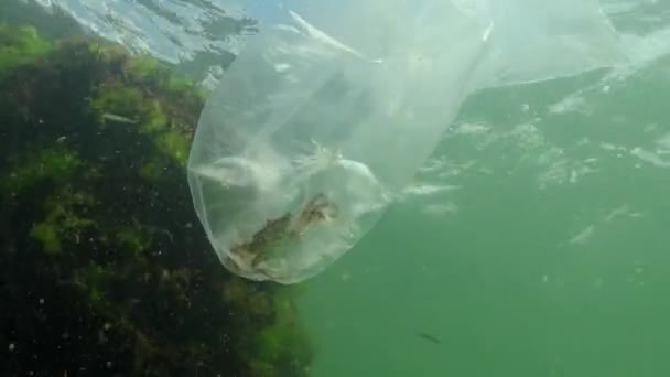 Σκουπίδια Στο Νερό Τσάντα Πολυαιθυλενίου Σκοτώνει Θαλάσσια Ζώα Καβούρια Πεθαίνει — Αρχείο Βίντεο