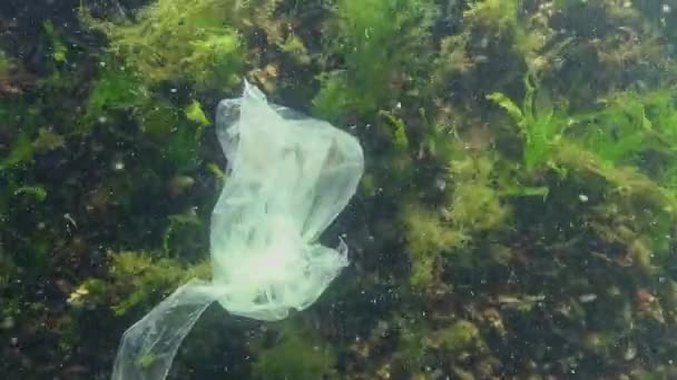 Black Plastic Bag Sea Killer Sea Fish Animals Plastic Debris — Stock Video  © hydrobiolog #286747736