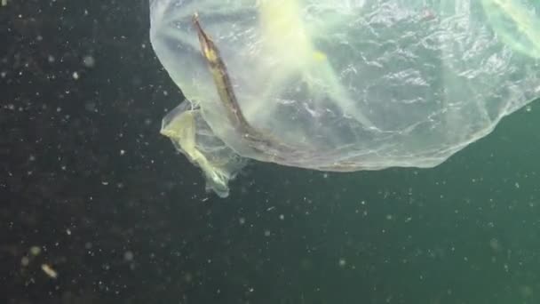 塑料袋在海里 是海鱼和动物的杀手 塑料碎片 环境污染 水生居民死亡 乌克兰 — 图库视频影像