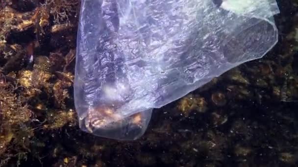 Plastiktüten Meer Killer Krabben Plastikmüll Umweltverschmutzung Tod Von Wassertieren Schwarzes — Stockvideo