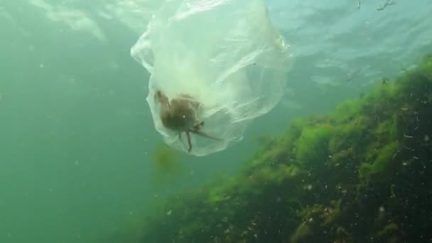 Denizde Plastik Torba Katil Yengeçler Plastik Enkaz Kirlilik Hayvanlarının Ölümü — Stok video