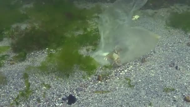Spazzatura Nell Acqua Sacchetto Polietilene Uccide Gli Animali Marini Granchio — Video Stock