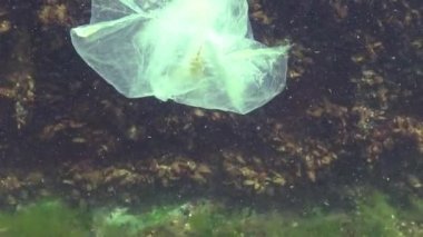 Denizde plastik torba, karides öldürüyor. Plastik çöp, kirlilik, Karadeniz