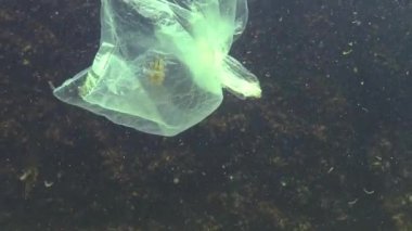 Denizde plastik torba, karides öldürüyor. Plastik çöp, kirlilik, Karadeniz