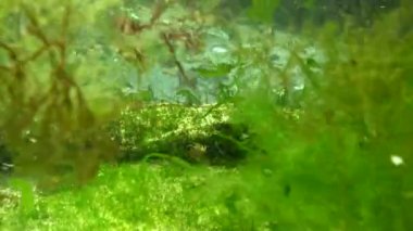 Yosunların yetiştiği plastik çöpler, çevre kirliliği, su canlılarının ölümü. Karadeniz, Ukrayna