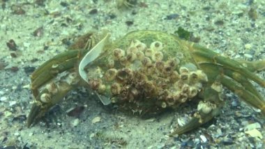 Geceleri kuma gömülen küçük bir balık sürüsü. Akdeniz kum eel (Gymnammodytes cicerelus). Karadeniz'in balığı. Odessa Körfezi