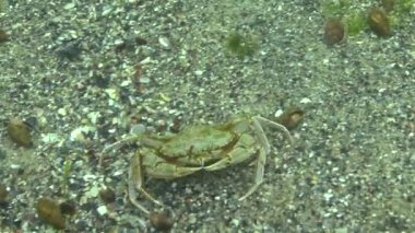 Yengeç yiyor, Yüzme yenmesi yengeç (Macropipus holsatus) veya Uçan yengeç (Liocarcinus). Karadeniz, Odessa Körfezi